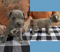 Light Blue - Female, a female Cane Corso for sale in Columbia, MO – 1 of 1