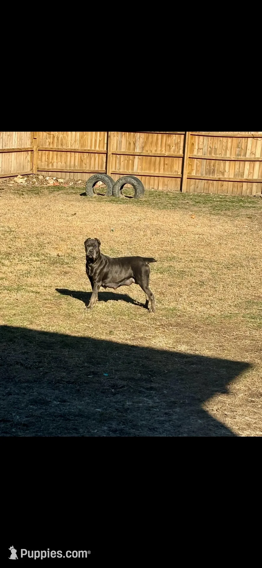 Elina , a female Cane Corso for sale in Columbia, MO – Photo 2 of 6