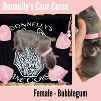 Bubblegum - AKC, a female Cane Corso for sale in Columbia, MO – Photo 2 of 2