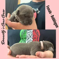 Bubblegum - AKC, a female Cane Corso for sale in Columbia, MO – Photo 1 of 2