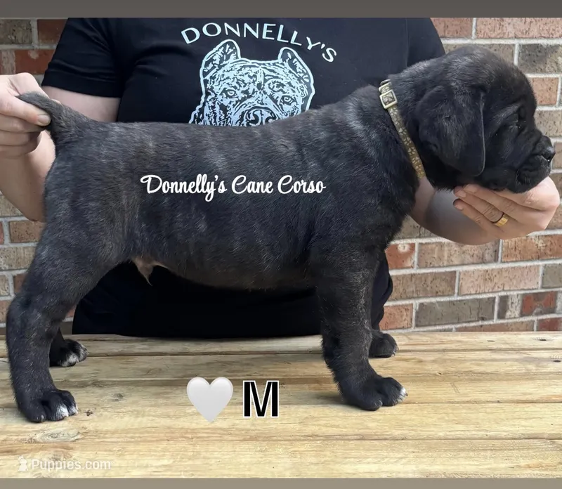 White Collar - Male  – Cane Corso puppy for sale in Columbia, MO