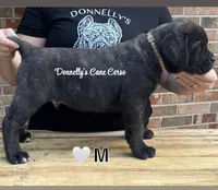 White Collar - Male , a male Cane Corso for sale in Columbia, MO – 1 of 3