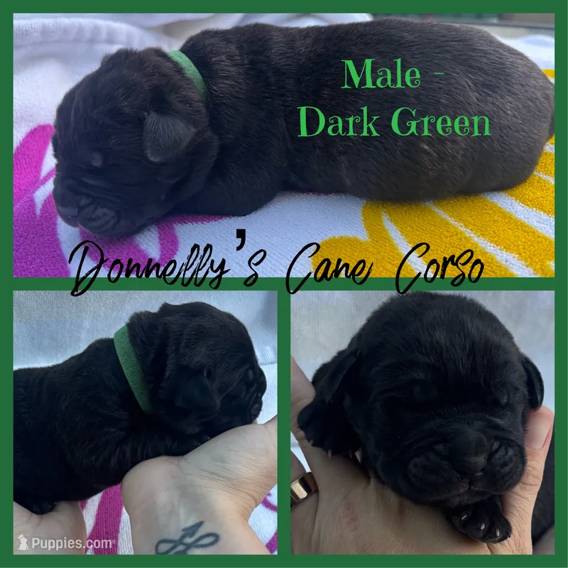 Dark Green Male – Cane Corso puppy for sale in Columbia, MO