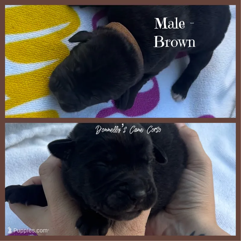 Brown Male  – Cane Corso puppy for sale in Columbia, MO