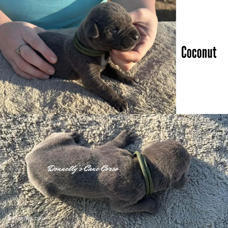 Coconut - AKC