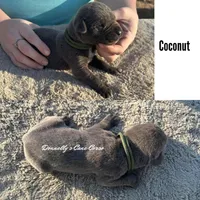 Coconut - AKC, a male Cane Corso for sale in Columbia, MO – Photo 2 of 2