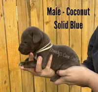 Coconut - AKC, a male Cane Corso for sale in Columbia, MO – Photo 1 of 2