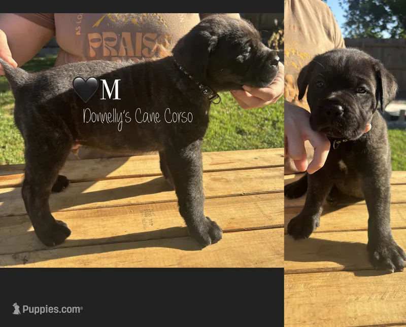 Grey Collar - Male  – Cane Corso puppy for sale in Columbia, MO