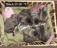 New Arrivals , a male Cane Corso for sale in Columbia, MO – 3 of 4