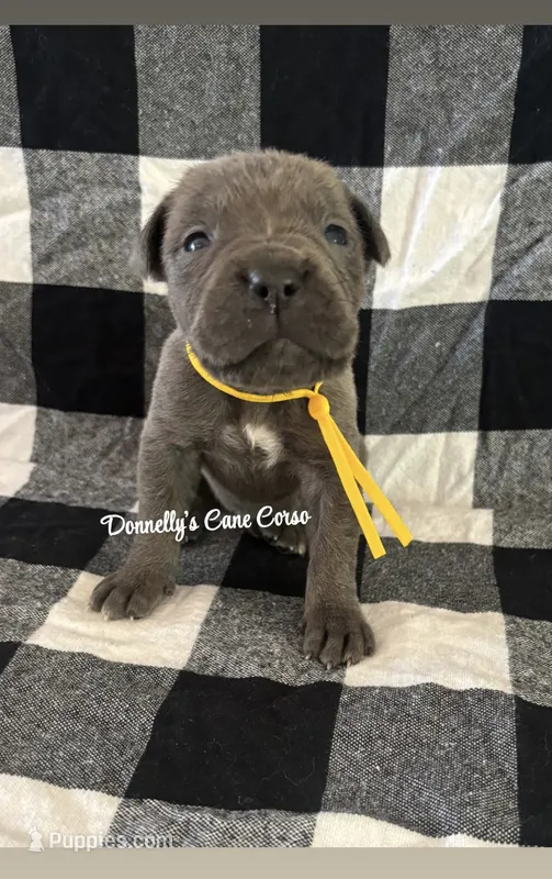Yellow  – Cane Corso puppy for sale in Columbia, MO