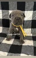 Yellow , a male Cane Corso for sale in Columbia, MO – 1 of 1