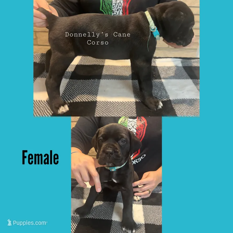Light Blue - Female  – Cane Corso puppy for sale in Columbia, MO