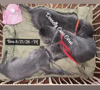 New Arrivals , a male Cane Corso for sale in Columbia, MO – 2 of 4