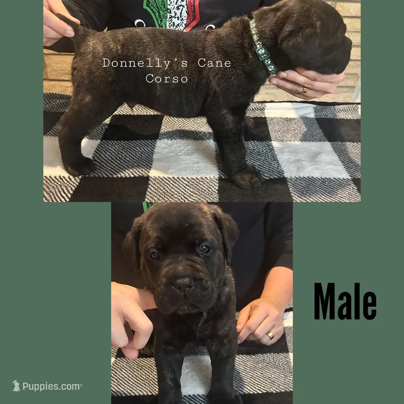 Dark Green Male – Cane Corso puppy for sale in Columbia, MO
