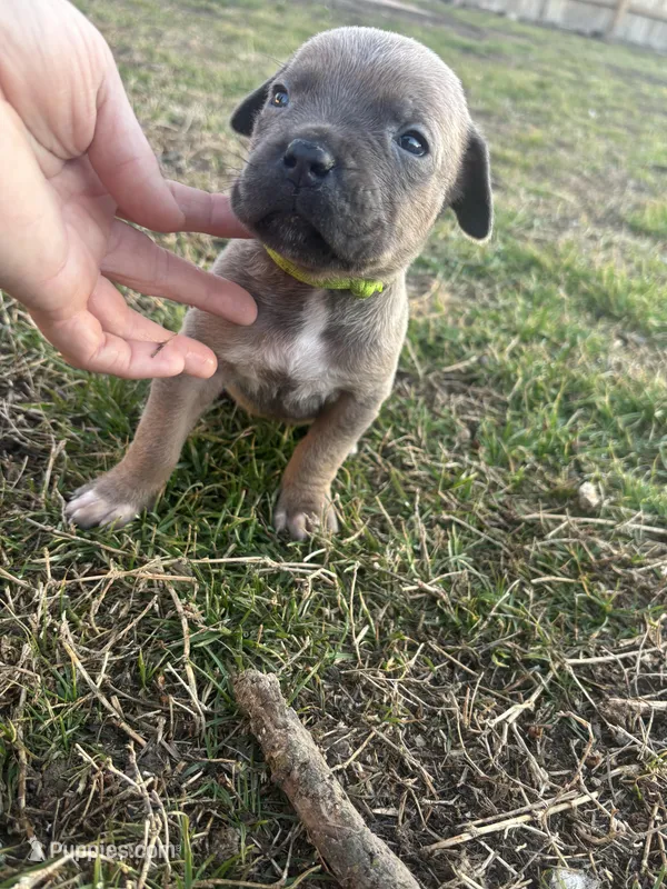 Gumdrop - AKC – Cane Corso puppy for sale in Columbia, MO
