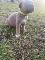 Gumdrop - AKC, a male Cane Corso for sale in Columbia, MO – Photo 3 of 3