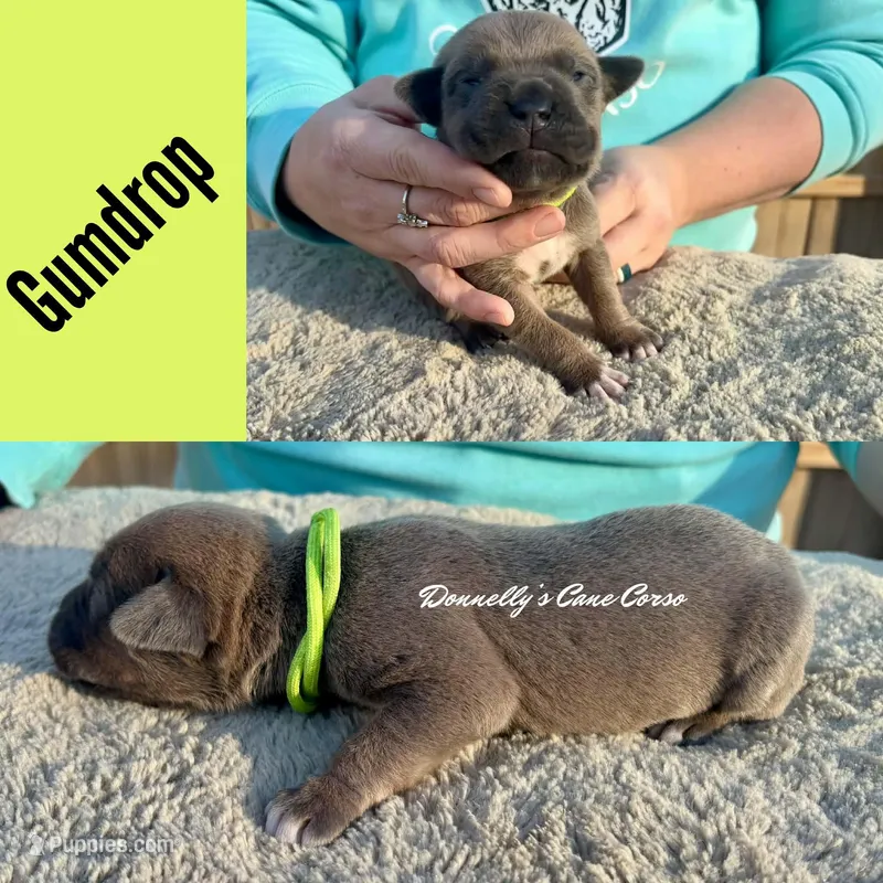 Gumdrop - AKC