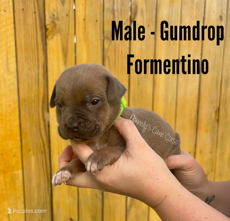 Gumdrop - AKC – Cane Corso puppy for sale in Columbia, MO