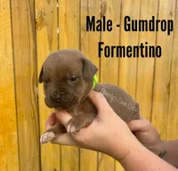 Gumdrop - AKC, a male Cane Corso for sale in Columbia, MO – Photo 2 of 3