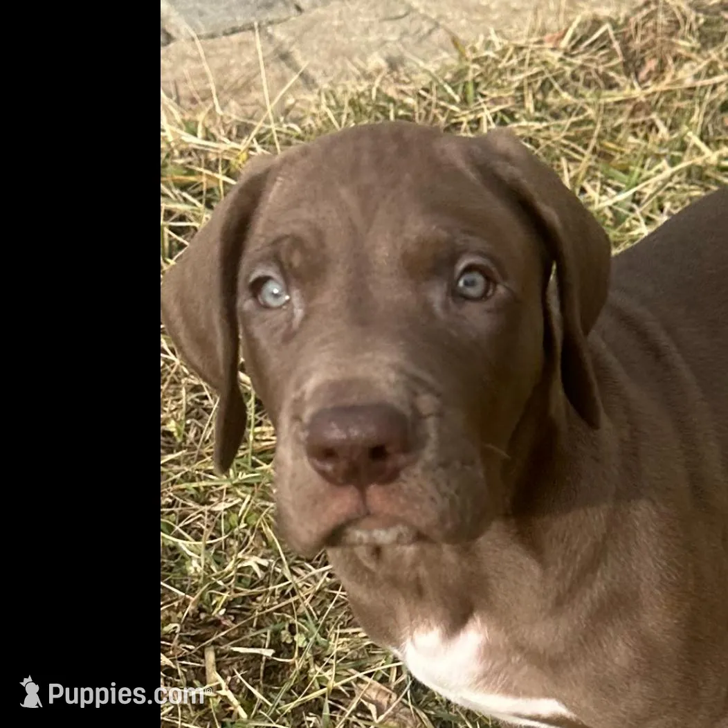 Kona, a male Great Dane for sale in Zion, IL – Photo 2 of 10