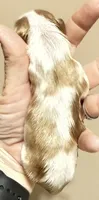 Biscuit, a male Cavalier King Charles Spaniel for sale in Fort Wayne, IN – 3 of 3