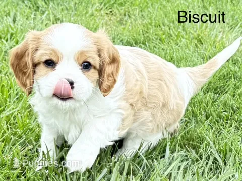 Biscuit – Cavalier King Charles Spaniel puppy for sale in Fort Wayne, IN