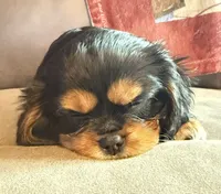 Zara, a female Cavalier King Charles Spaniel for sale in Fort Wayne, IN – 6 of 6