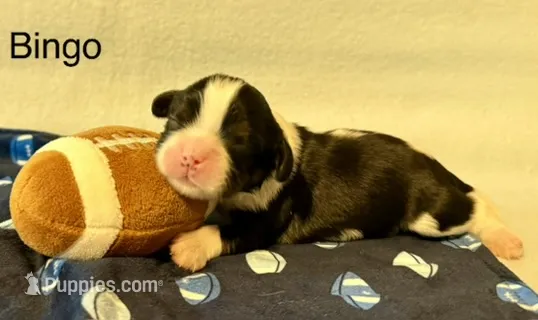 Bingo – Cavalier King Charles Spaniel puppy for sale in Fort Wayne, IN