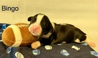Bingo, a male Cavalier King Charles Spaniel for sale in Fort Wayne, IN – 1 of 3