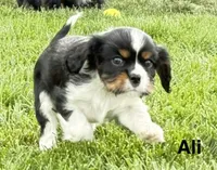 Ali, a female Cavalier King Charles Spaniel for sale in Fort Wayne, IN – 2 of 10