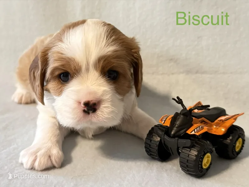 Biscuit – Cavalier King Charles Spaniel puppy for sale in Fort Wayne, IN