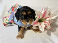 Zara, a female Cavalier King Charles Spaniel for sale in Fort Wayne, IN – 5 of 6