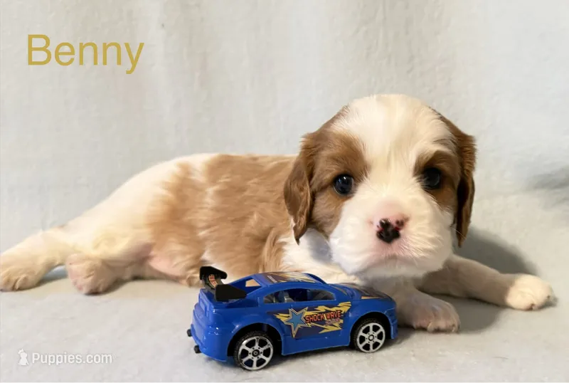 Benny – Cavalier King Charles Spaniel puppy for sale in Fort Wayne, IN