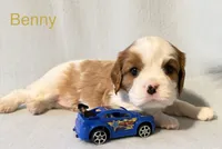Benny, a male Cavalier King Charles Spaniel for sale in Fort Wayne, IN – 1 of 5