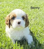 Benny, a male Cavalier King Charles Spaniel for sale in Fort Wayne, IN – 4 of 9