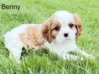 Benny, a male Cavalier King Charles Spaniel for sale in Fort Wayne, IN – 2 of 9