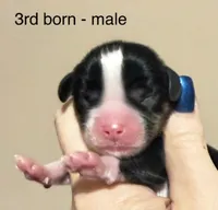 Bingo, a male Cavalier King Charles Spaniel for sale in Fort Wayne, IN – 2 of 3