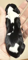 Ali, a female Cavalier King Charles Spaniel for sale in Fort Wayne, IN – 2 of 3