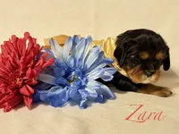 Zara, a female Cavalier King Charles Spaniel for sale in Fort Wayne, IN – 2 of 6