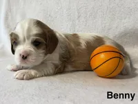 Benny, a male Cavalier King Charles Spaniel for sale in Fort Wayne, IN – 5 of 5