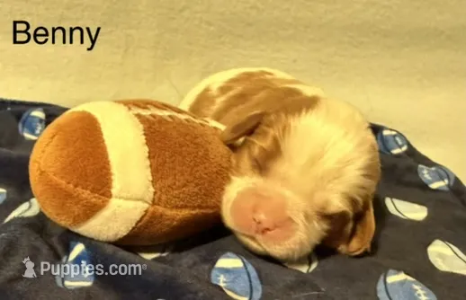 Benny – Cavalier King Charles Spaniel puppy for sale in Fort Wayne, IN