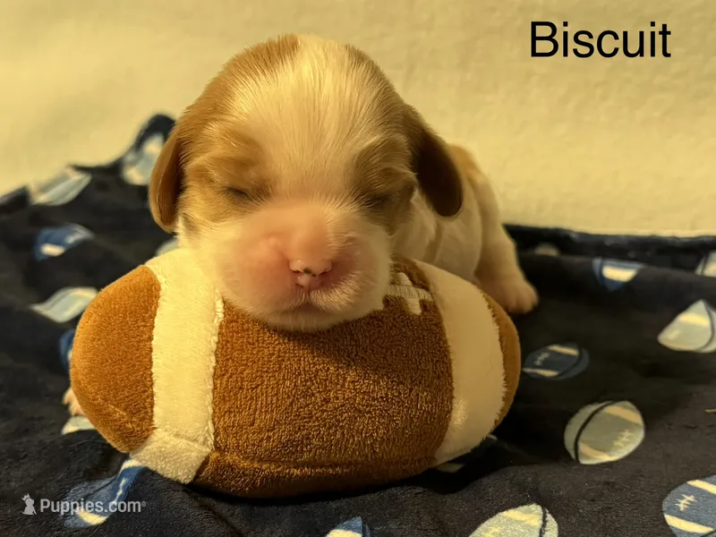 Biscuit – Cavalier King Charles Spaniel puppy for sale in Fort Wayne, IN