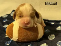 Biscuit, a male Cavalier King Charles Spaniel for sale in Fort Wayne, IN – 1 of 3