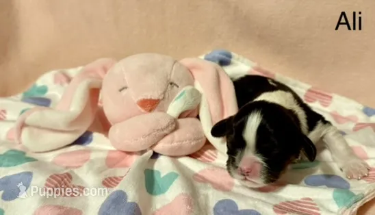 Ali – Cavalier King Charles Spaniel puppy for sale in Fort Wayne, IN