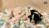 Ali, a female Cavalier King Charles Spaniel for sale in Fort Wayne, IN – 1 of 3