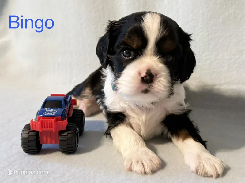 Bingo – Cavalier King Charles Spaniel puppy for sale in Fort Wayne, IN