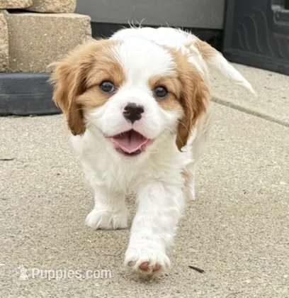 Benny – Cavalier King Charles Spaniel puppy for sale in Fort Wayne, IN