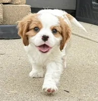 Benny, a male Cavalier King Charles Spaniel for sale in Fort Wayne, IN – 1 of 9