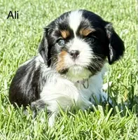 Ali, a female Cavalier King Charles Spaniel for sale in Fort Wayne, IN – 3 of 10