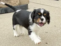 Ali, a female Cavalier King Charles Spaniel for sale in Fort Wayne, IN – 1 of 10